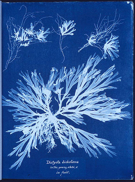 445px_Anna_Atkins_algae_cyanotype.jpg